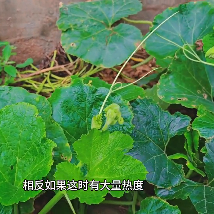 抖音热度怎么增加(简单三步让你流量大涨)