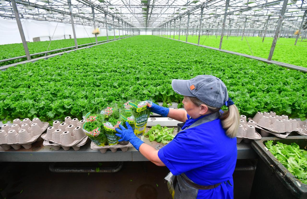 俄罗斯粮食作物以什么为主（带你了解广袤而寒冷的俄罗斯）