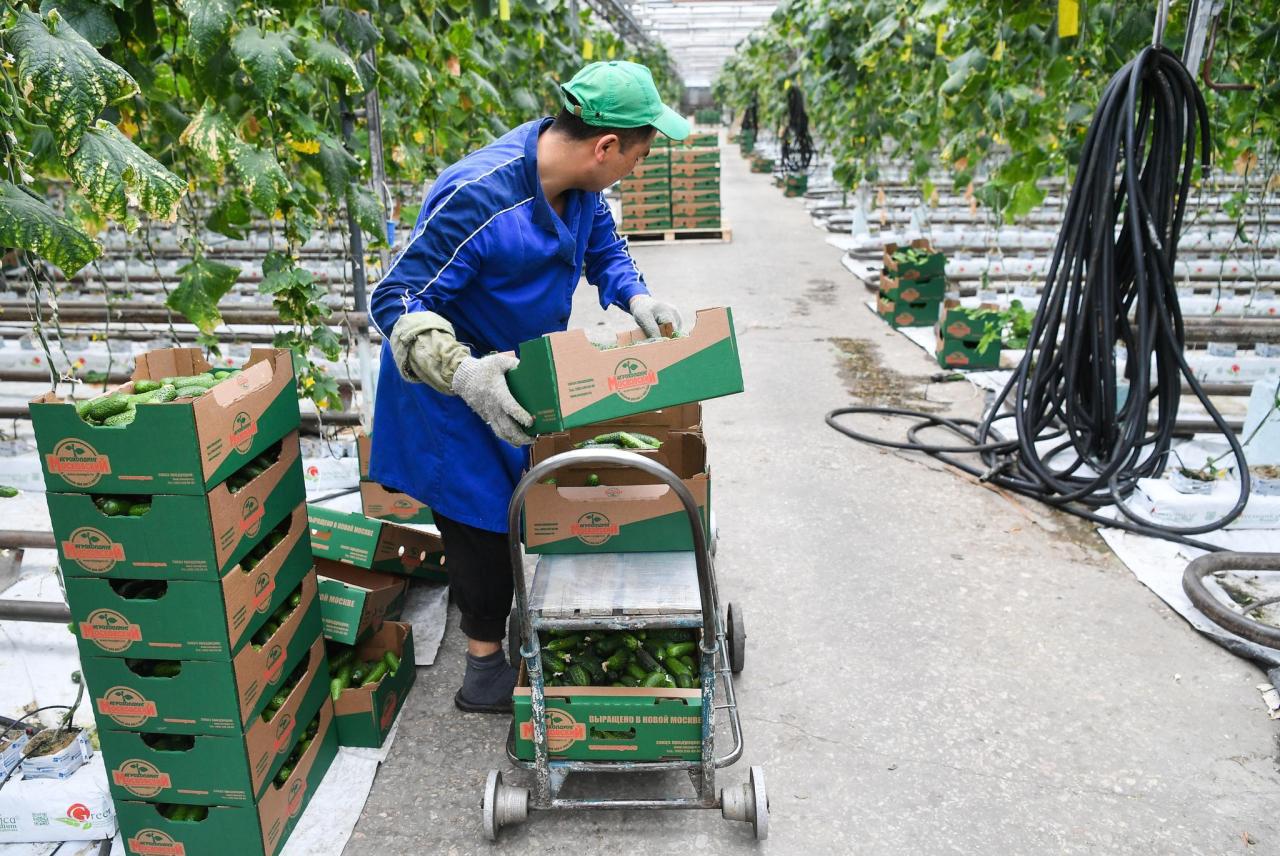 俄罗斯粮食作物以什么为主（带你了解广袤而寒冷的俄罗斯）
