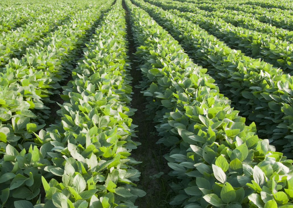 中国大豆进口比例是多少（一分钟了解中国对大豆需求）