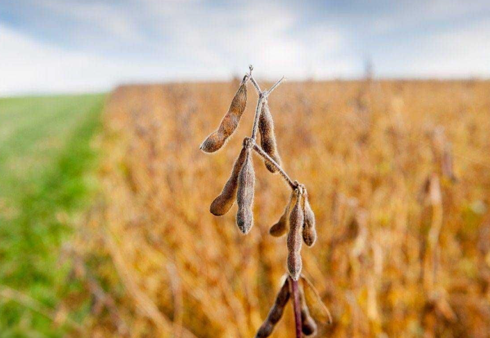 中国大豆进口比例是多少（一分钟了解中国对大豆需求）