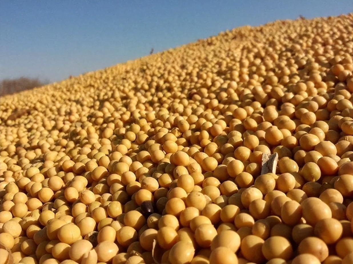 中国大豆进口比例是多少（一分钟了解中国对大豆需求）